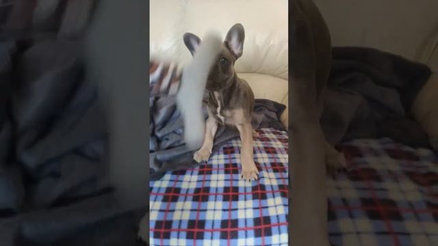 Сумасшедший щенок французского бульдога #щеноклает #собака #маленькийщенок смотреть онлайн