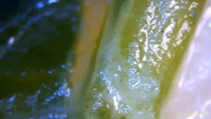 Pasta with spinach under microscope - Inskam 315