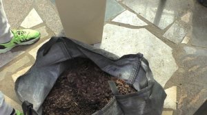 Посадка папоротника олений рог.