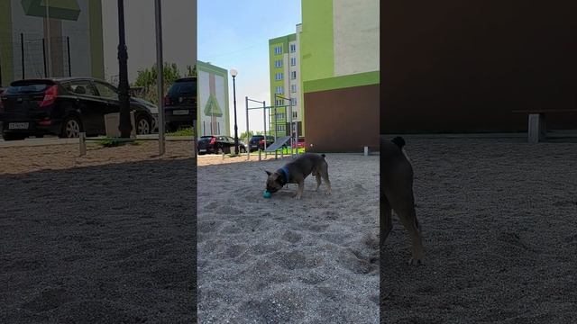 У меня бы уже сотрясение было, так головой трясти #французскийбульдог #прогулкассобакой смотреть онлайн