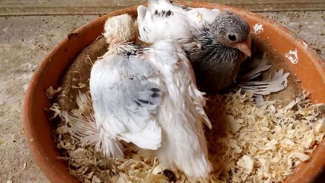 Полезная информация для голубевода. 2 часть. 01.05.2021 смотреть онлайн