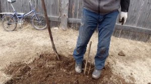 Саженцы 2024.  Тест на выживание