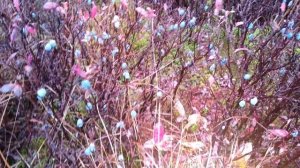 ДИПКУН , БАМ ,АМУРСКАЯ ОБЛАСТЬ , КОМАНДИРОВКА ,сентябрь 2019г.