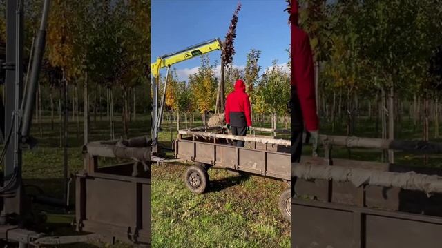 Вывоз деревьев с полей в питомнике Ярус