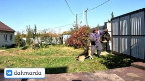 Жесткя работа аборигенных среднеазиатских овчарок!