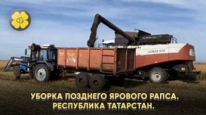 Уборка позднего ярового рапса. Республика Татарстан