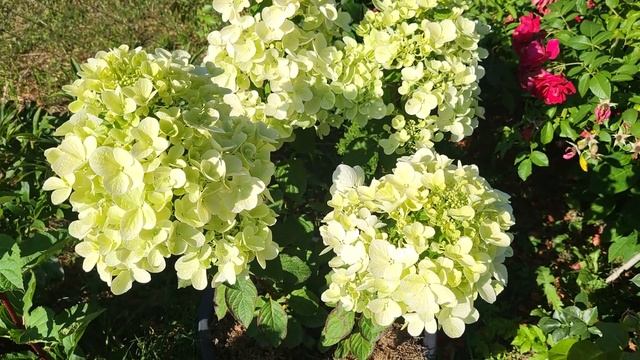 Гортензия Даймонд Руж (Diamant Rouge)19 июля 2023г смотреть онлайн