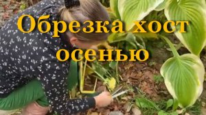 Обрезка хост осенью