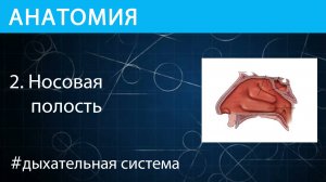 Анатомия: носовая полость