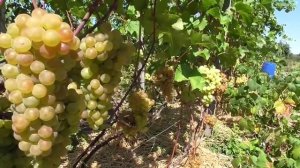 Виноград Платовский