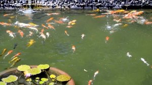 Вьетнам Нячанг погода 5 ноября 2023 года