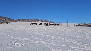 Помогаем продать-купить солнечные участки в Горном Алтае, в Чемальском районе.