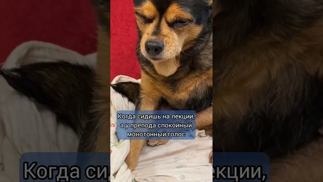 Случай на лекции