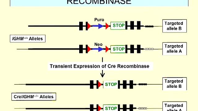 Dr. Zhongde Wang, Hematech Corp, presents, "Sequential Gene Targeting in Cattle" смотреть онлайн