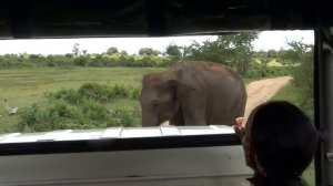 An accident happened to an elephant-