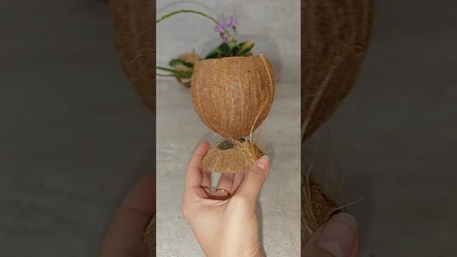 Как своими руками сделать горшок из кокоса для мини орхидеи #фаленопсис  #цветы #кокедама