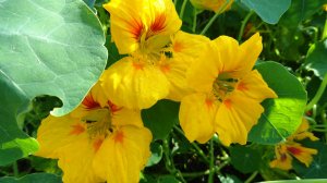 Цветы в моем саду