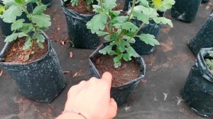 НЕУДАЧНЫЙ ОПЫТ С ПОДГОТОВКОЙ ЗЕМЛИ ДЛЯ ХРИЗАНТЕМ!!!