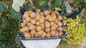 Начал сбор киви. Посмотрим, что получится.