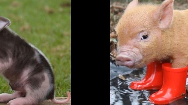 Эти милые хрюшки смотреть онлайн