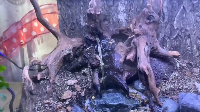 Террариум флорариум своими руками. Первый опыт