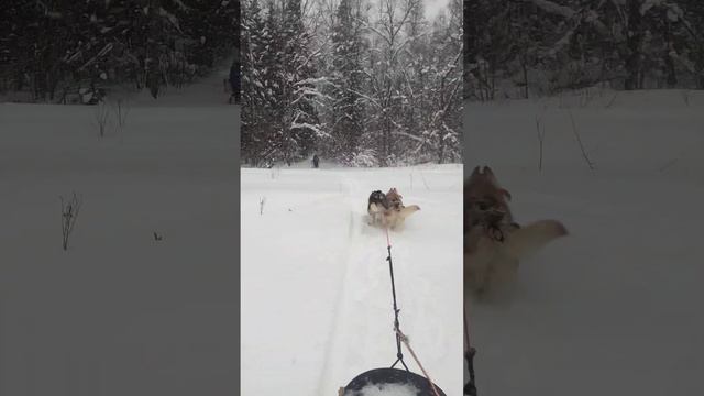 Две упряжки хаски штурм леса