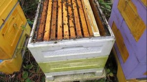 6.10.2025 - проверяю семьи перед зимовкой, сила семей, вентиляция для зимовки, дополнительный корм