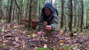 ЗДЕСЬ ПОЛНО ГРИБОВ! МОЛОДОЙ ЕЛЬНИК ОПЯТЬ РАЗДАЕТ ГРИБЫ | СОБРАЛ МНОГО ПОДОСИНОВИКОВ. ГРИБЫ 2023
