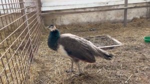 Ферма 48. Коровы и лыжи