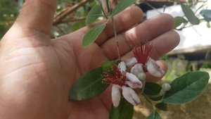 Самые красивые цветки у фейхоа.