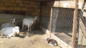 реакция козочек на только что родившегося козлёнка