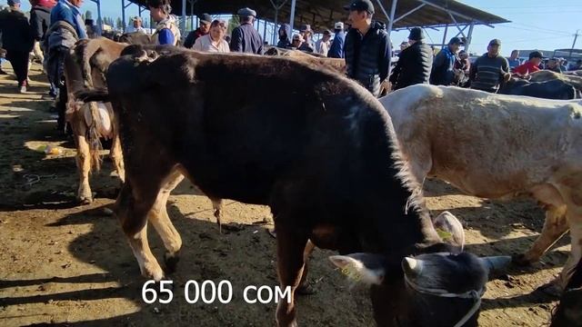 Мал базар Каракол Уйлар 30-май 2021 смотреть онлайн