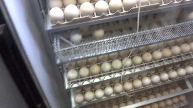 Закладываем утку Черри Велли