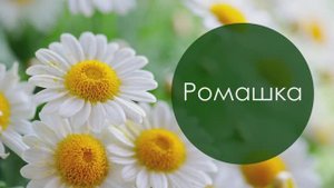 Ромашка. Ифрат Хисамов көе, Миргалим Харисов сүзләре. Жырнын сузлэре видео астында.