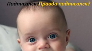 Боевые коты