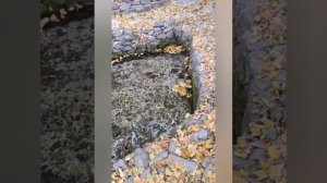 Действующая Водяная Мельница