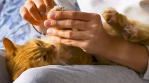 Наши милые котики, 2. Рыжий и пушистый