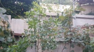 "Китайский финик". Зизифус настоящий или Унаби.