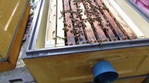 октябрь на пасеке - осмотр исправленной семьи трутовки перед зимовкой на воле