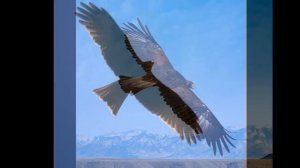 Ванесса Мэй - свобода.wmv