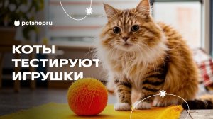 5 интересных игрушек для кошек!