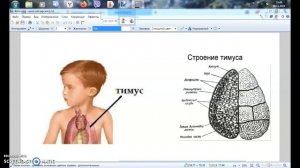 Вилочковая железа