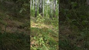 Хорошая новость. Энергетика поверхности Земли зачищена от нежити.