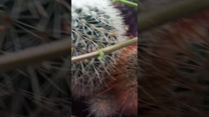 ВОПРОС-ОТВЕТ часть 2! Умелые Лапки🐾 отвечают на воспросы! Что мне нравится? Умелые Лапки