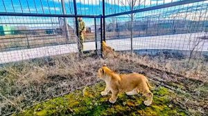 Прогулка продолжается! Как Человек-лев понял что мы сможем вывести ТРЕХ ЛЬВЯТ вместе на прогулку!