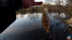 МОРМЫШИНГ. Знакомство с Shimano Cardiff