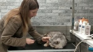 как помыть кота / Grooming of a cat - combing of wool, washing, drying, cosmetics, tools, psychology