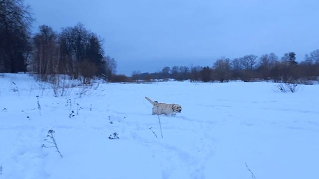 Мой грозный Охранник / Не забываемые ощущения/ Идеальное послушание / Прогулка у реки с