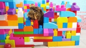 Свинка Бузя Посадила Своего лучшего друга в ЛЕГО Тюрьму на 24 Часа !