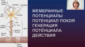 БФ - Мембранные потенциалы